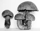 Boletus rubroflammeus image