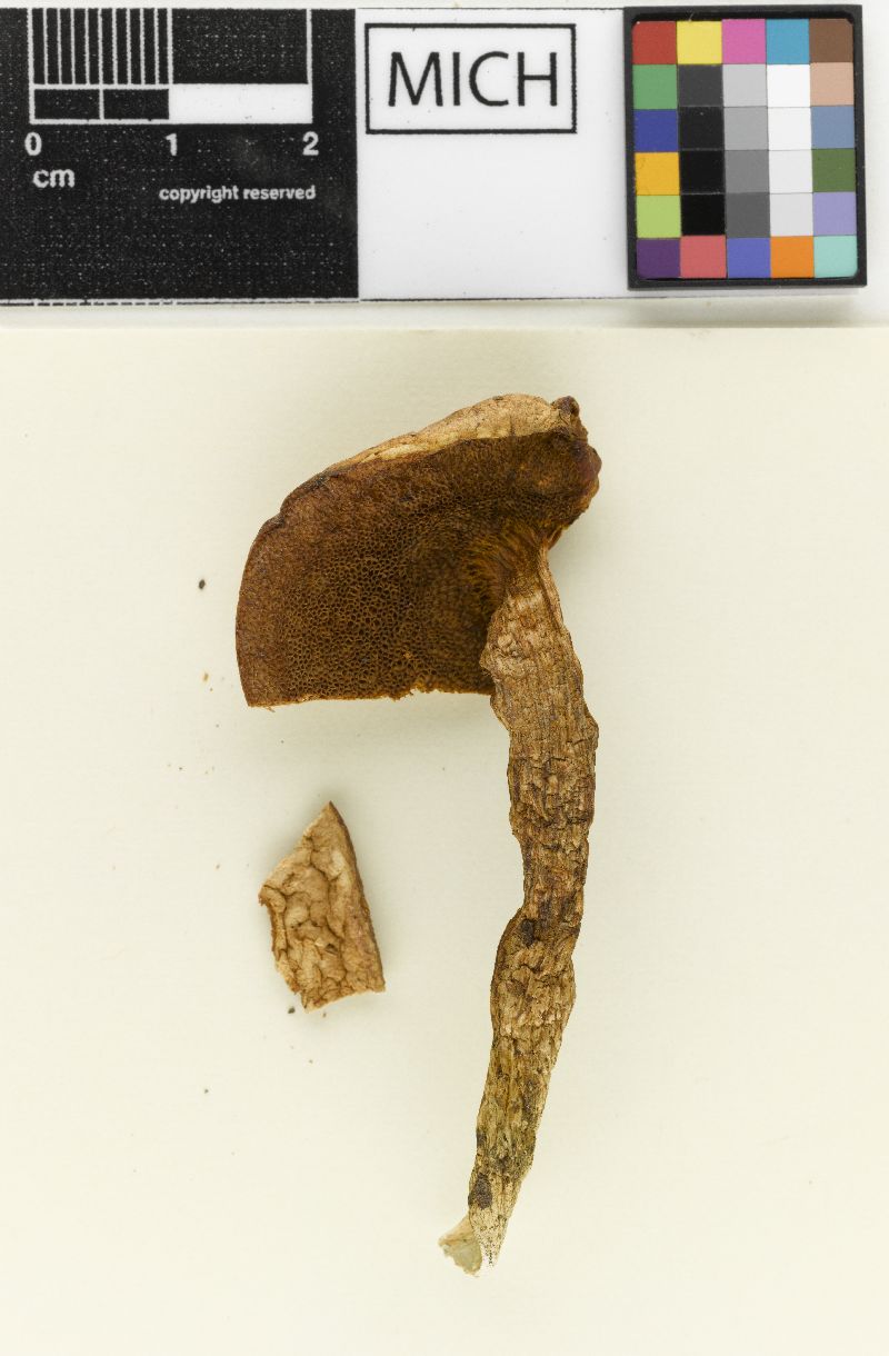 Boletus rubropictus image