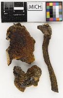Boletus scabroides image