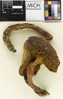 Boletus subclavatosporus image