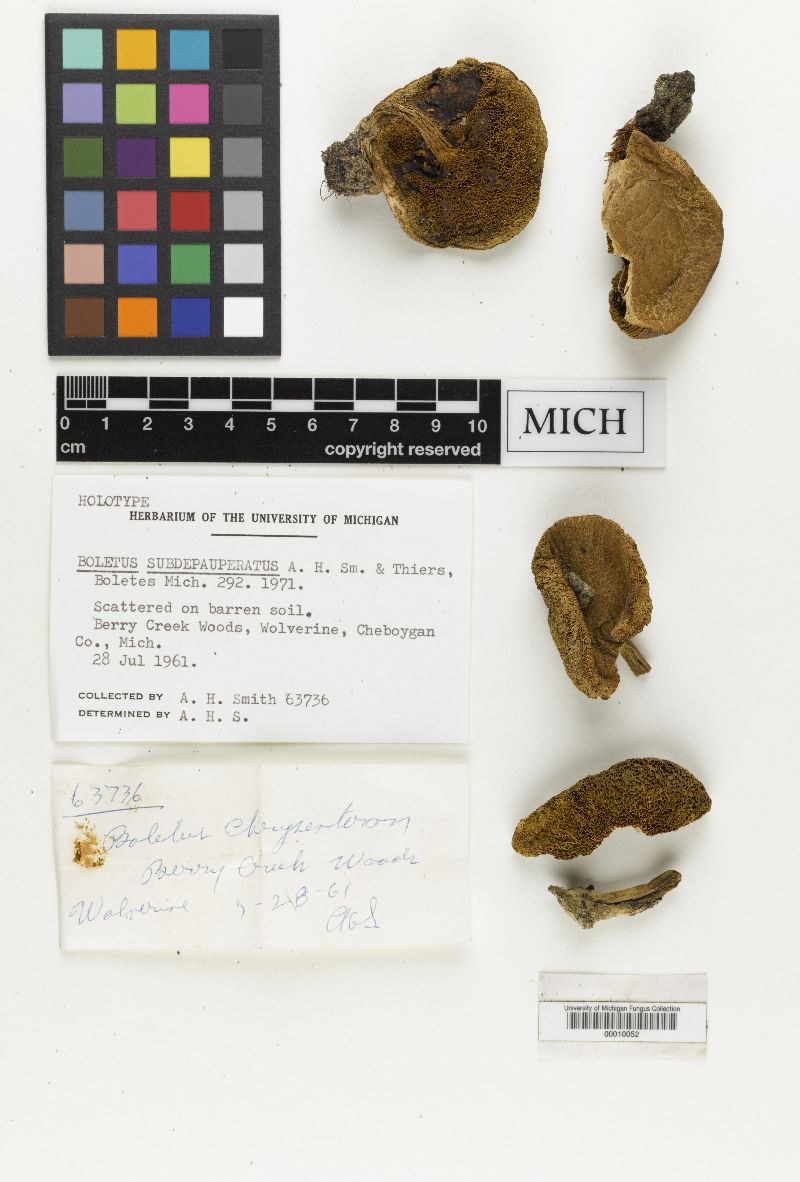 Boletus subdepauperatus image