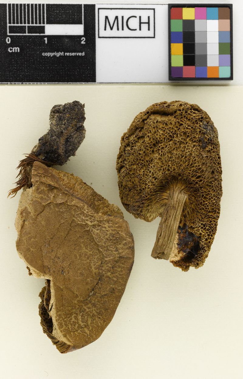 Boletus subdepauperatus image