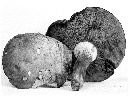 Boletus subgraveolens image