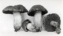 Boletus subluridellus image