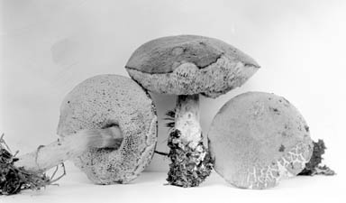 Boletus subpalustris image