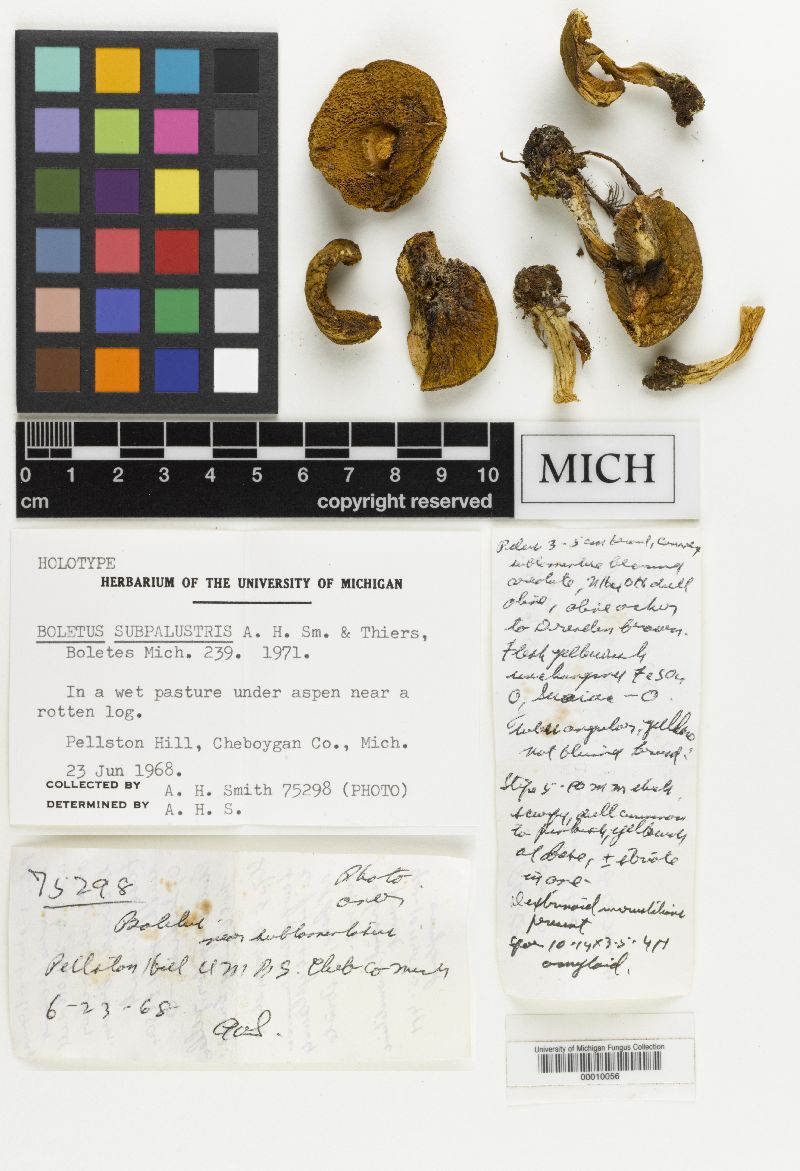 Boletus subpalustris image