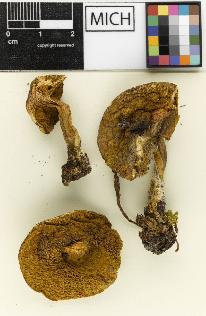Boletus subpalustris image