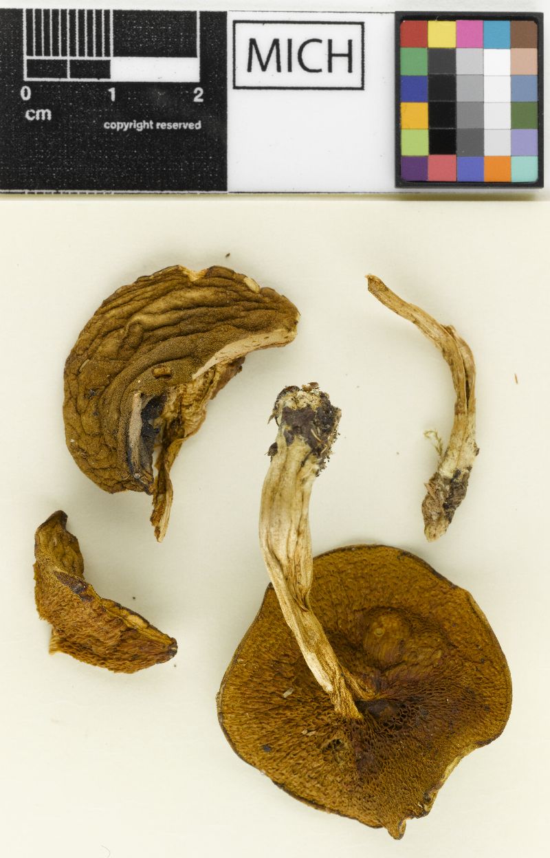 Boletus subtomentosus var. perplexus image