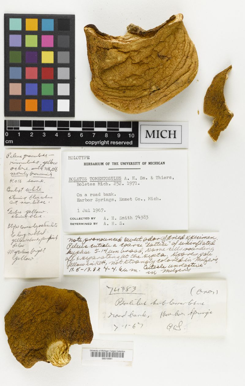 Boletus tomentosulus image