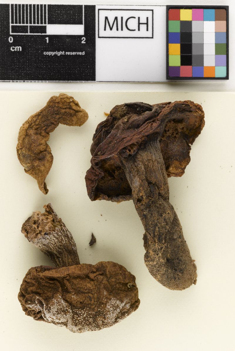 Boletus tomentoides image