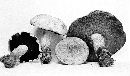 Boletus vermiculosoides image