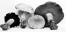 Boletus vermiculosoides image