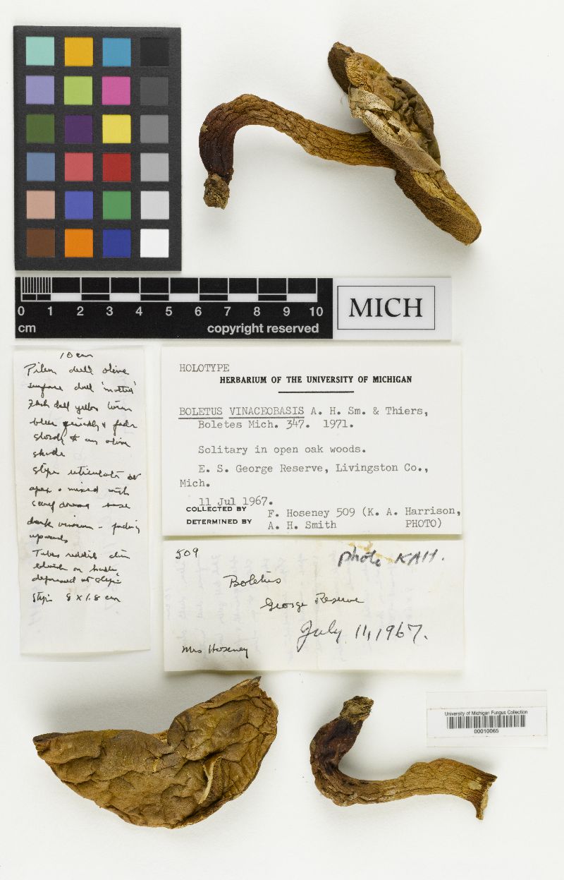 Boletus vinaceobasis image