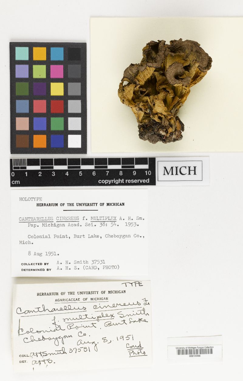 Cantharellus cinereus f. multiplex image