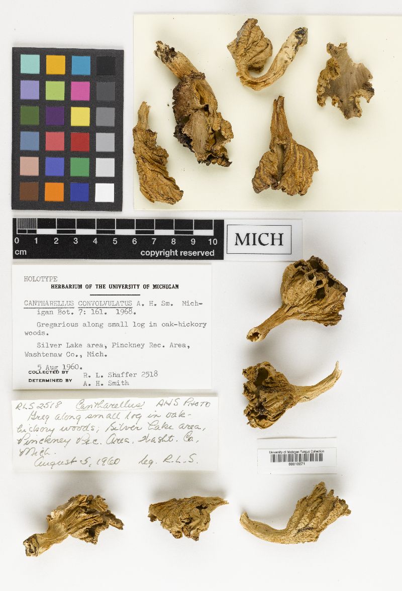 Cantharellus convolvulatus image