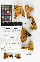 Cantharellus subalbidus image