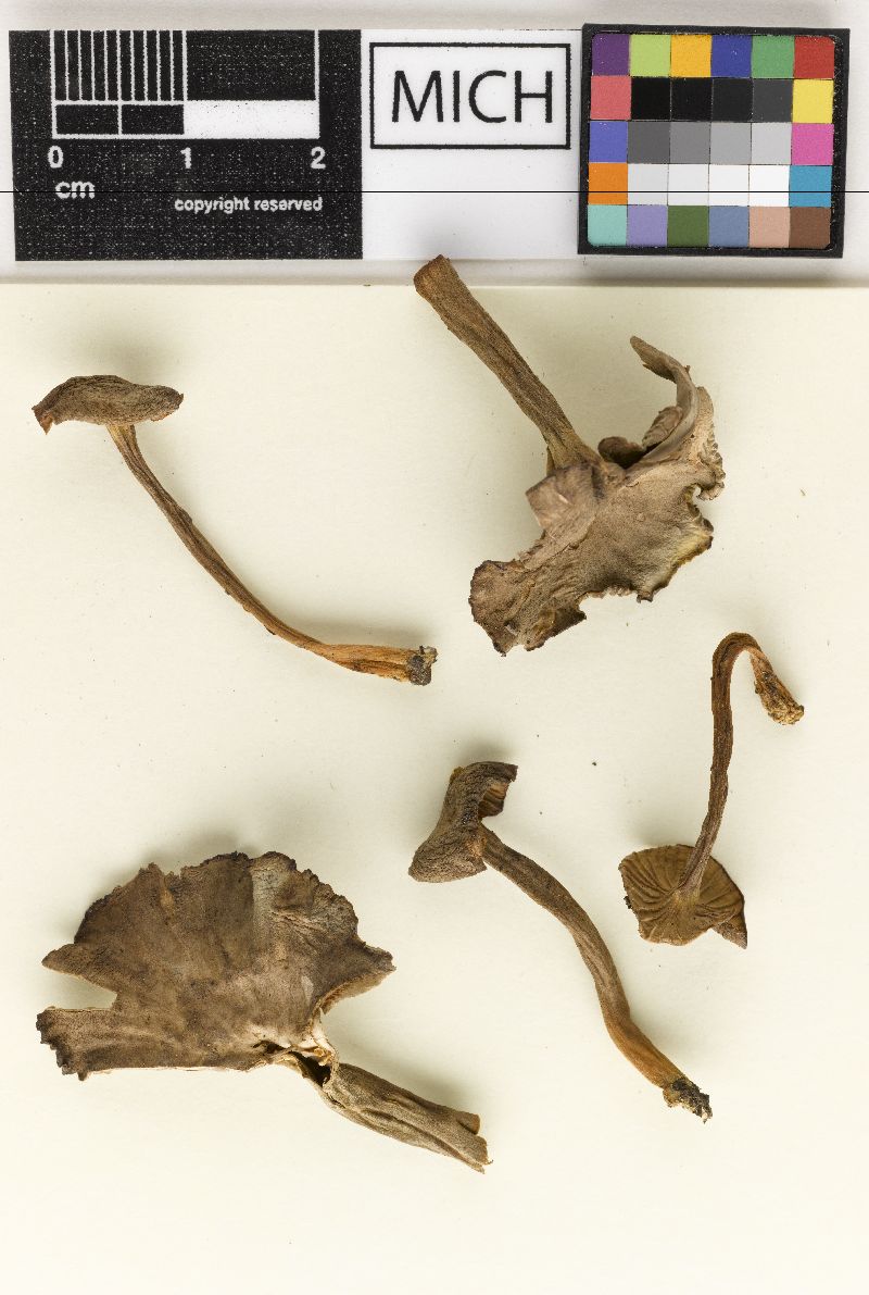 Cantharellus subperforatus image