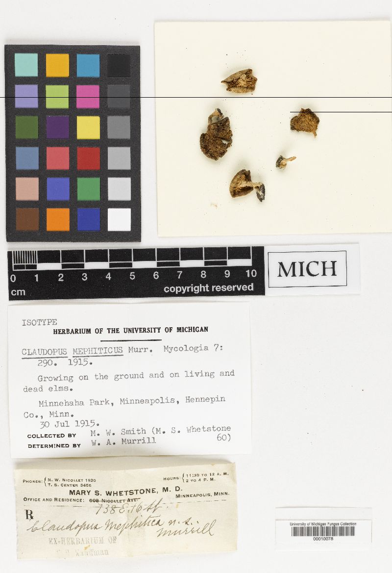 Claudopus mephiticus image