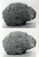 Clavaria caulifloriformis image