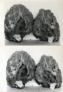 Clavaria caulifloriformis image