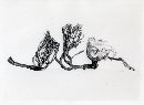 Clavaria cystidiophora image