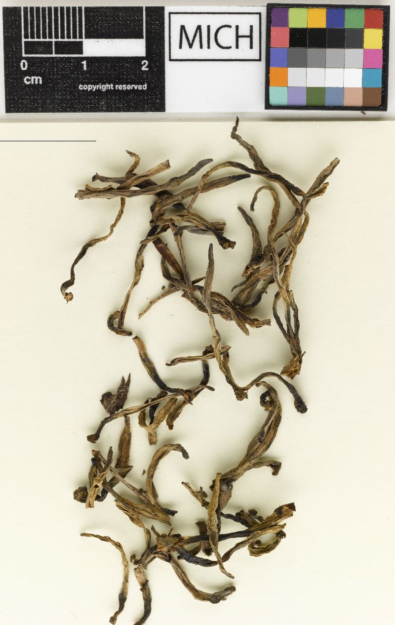 Clavaria fumosoides image