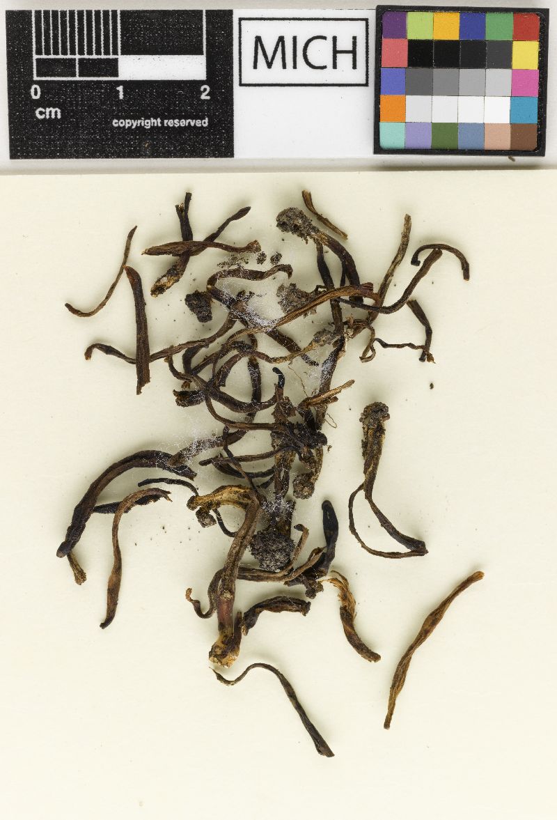 Clavaria fuscoferruginea image