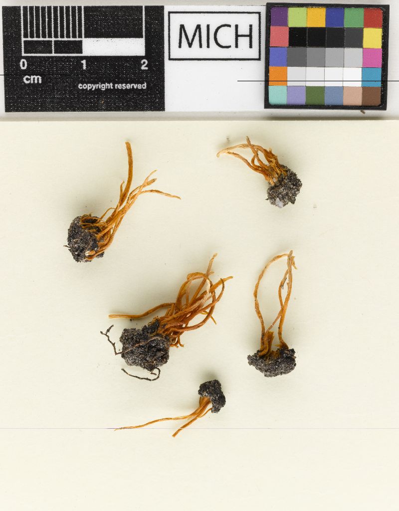 Clavaria pulchra var. globulina image