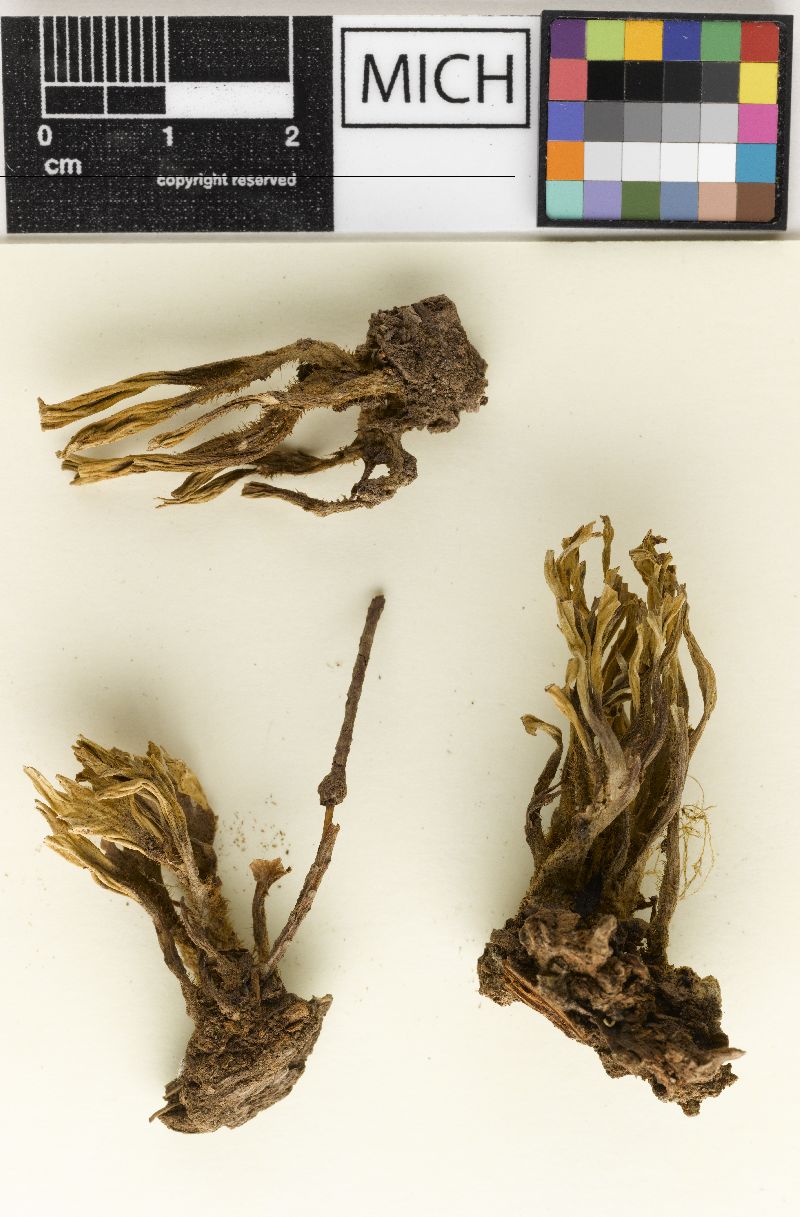 Clavulina castaneopes var. lignicola image