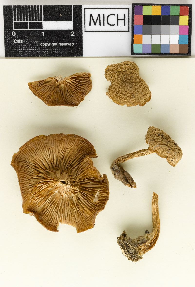 Clitocybe argillacea image