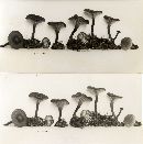 Clitocybe atroviridis image