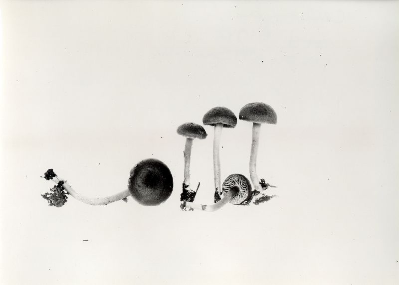 Clitocybe badioferruginea image