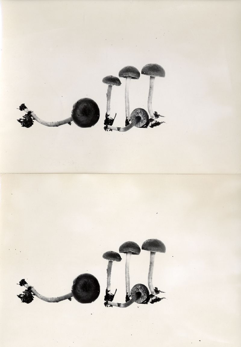 Clitocybe badioferruginea image