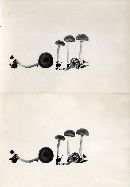 Clitocybe badioferruginea image