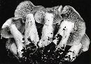 Clitocybe benekei image