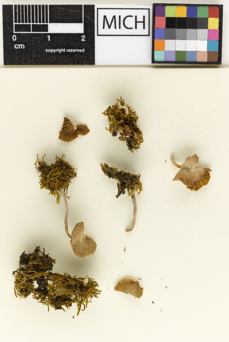 Clitocybe distantifolia image