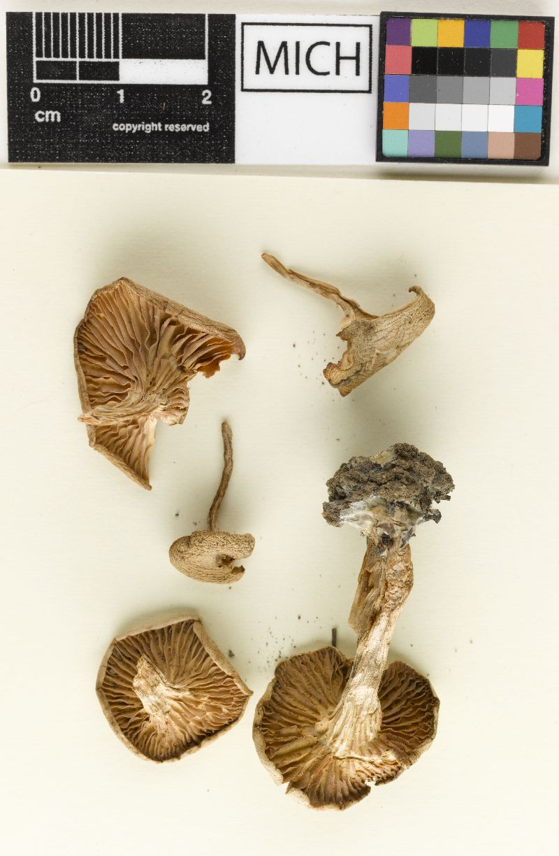 Clitocybe fellea f. glabreosa image