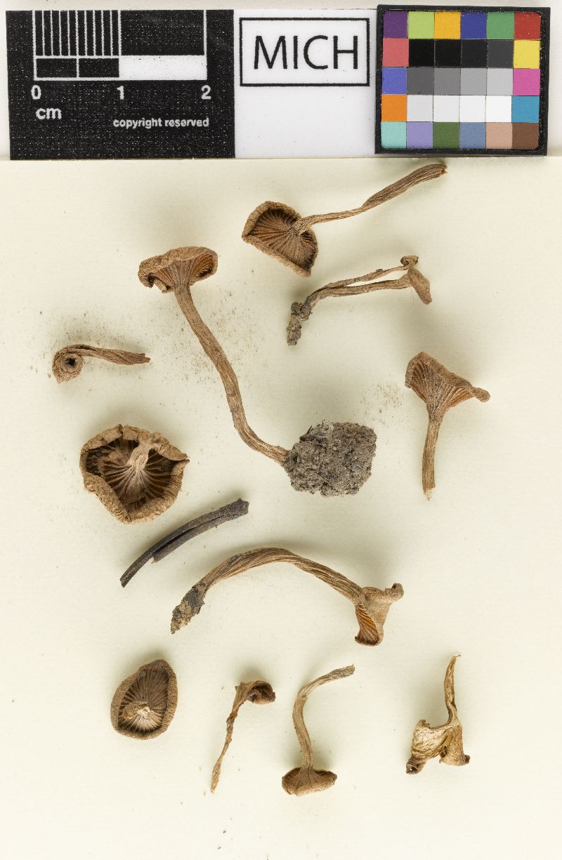 Clitocybe felleoides image