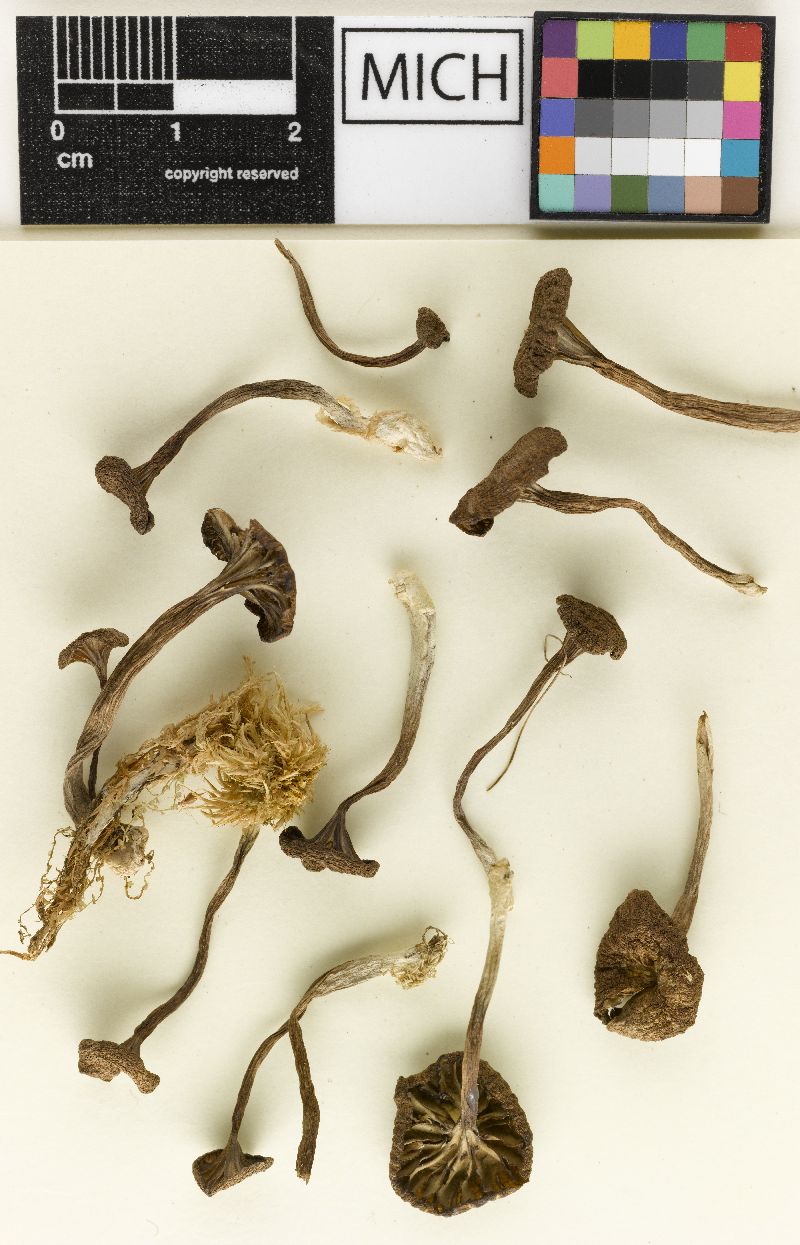 Clitocybe gerardiana var. fusca image