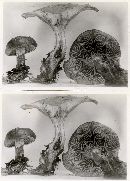 Clitocybe gilvaoides image