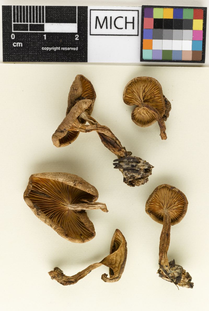 Clitocybe gilvaoides var. gracilis image