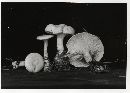 Clitocybe hygrophoroides image