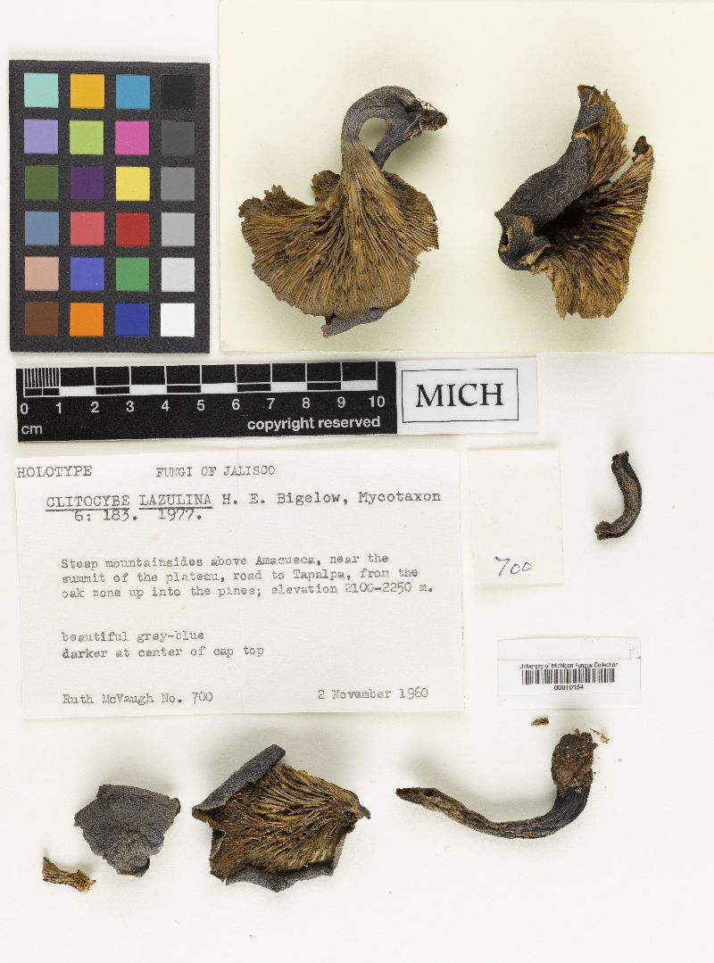 Clitocybe lazulina image