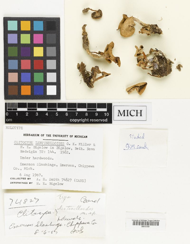 Clitocybe lentinelloides image