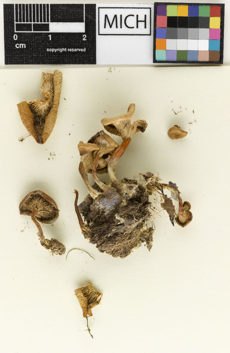 Clitocybe lentinelloides image