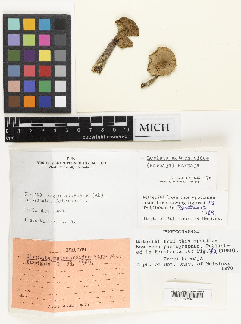 Clitocybe metachroides image