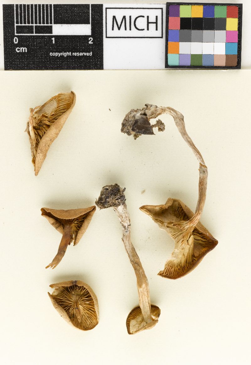 Clitocybe paludophila image