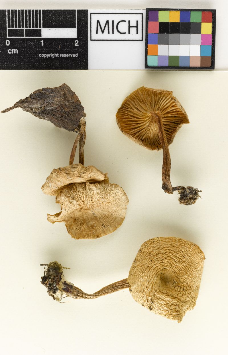 Clitocybe patelliformis image