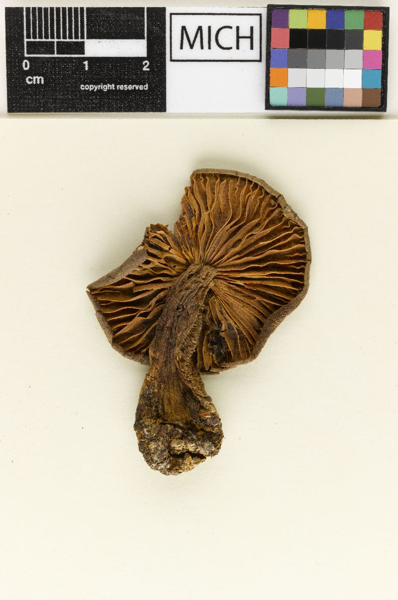 Clitocybe media image