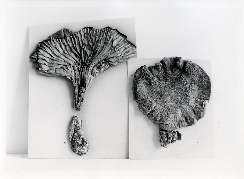 Clitocybe media image